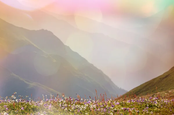 Pintoresco prado de montaña — Foto de Stock