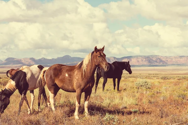 Horses  on meadow in summer — Stock Photo, Image