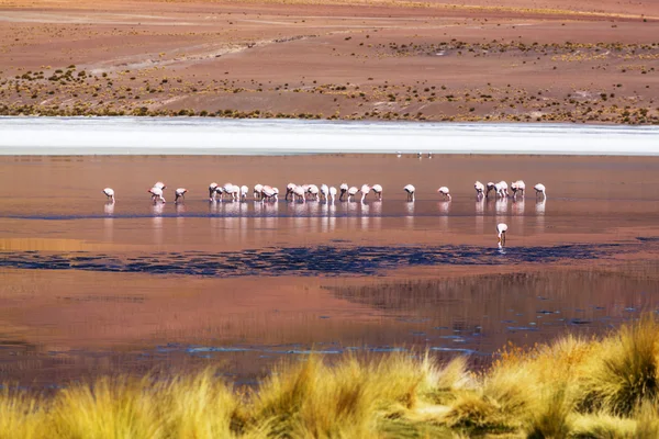 Flamingi w jezioro boliwijskie Altiplano — Zdjęcie stockowe