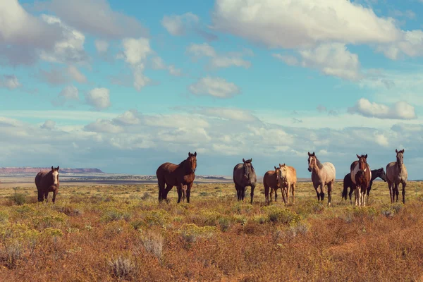 Лошади на лугу летом — стоковое фото