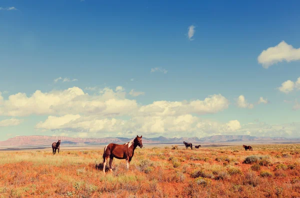 夏の草原に馬 — ストック写真