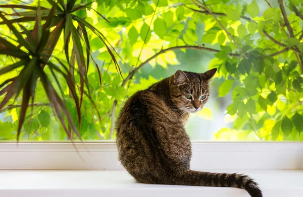 Chat assis près de la fenêtre — Photo