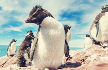 penguins in Southern Argentina clipart