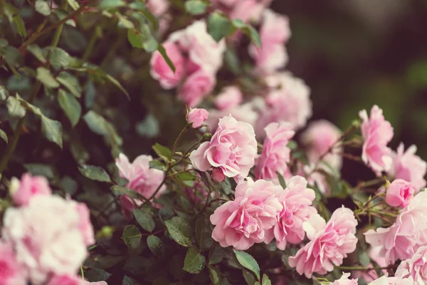 Rosa fiori di rosa — Foto Stock