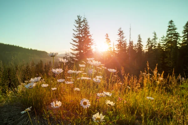 Góry meadow w słoneczny dzień — Zdjęcie stockowe