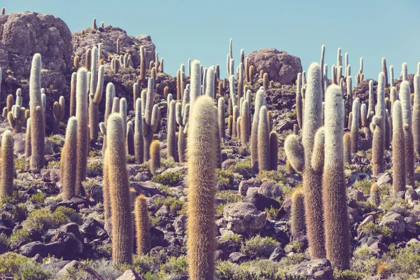 Kaktusy v bolivijské Altiplano — Stock fotografie