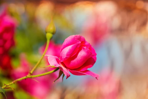 Rosa fiore di rosa — Foto Stock