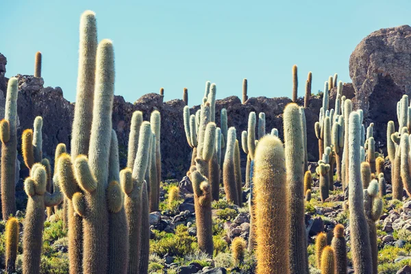 Kaktusy na boliwijskie Altiplano — Zdjęcie stockowe