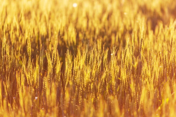 Χρυσός αγρός σίτου — Φωτογραφία Αρχείου