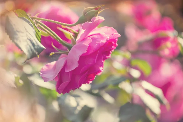 Rosa Rosenblüten — Stockfoto