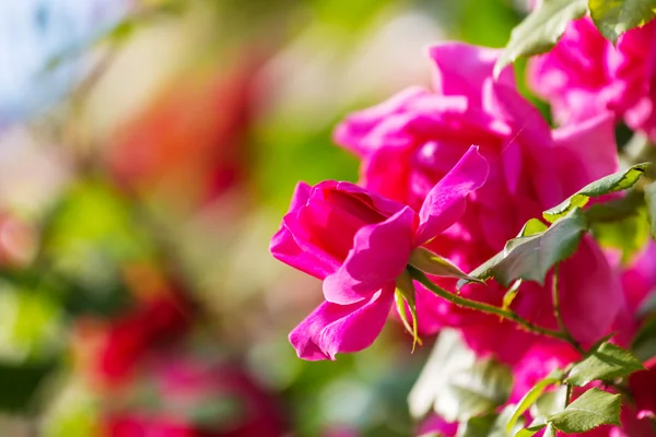 신선한 분홍색 장미 — 스톡 사진