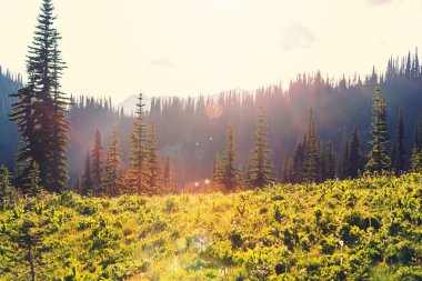 güzel yeşil dağlar