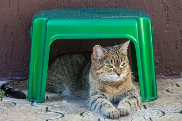 Schattig tabby kat — Stockfoto