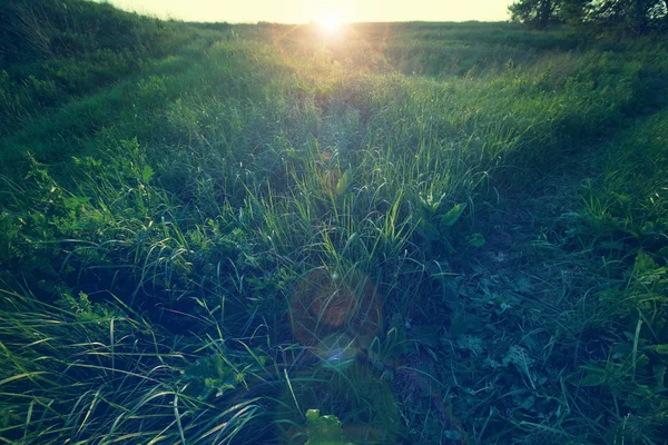 Bella prateria verde — Foto Stock