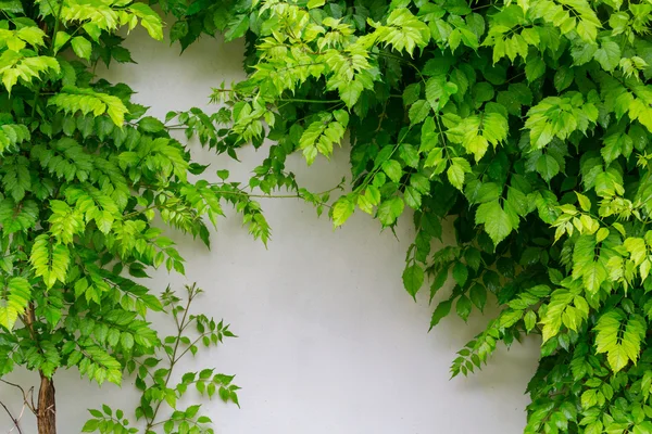 Gröna blad på vägg — Stockfoto