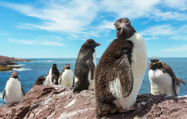 Rockhopper pinguïns in Argentinië — Stockfoto