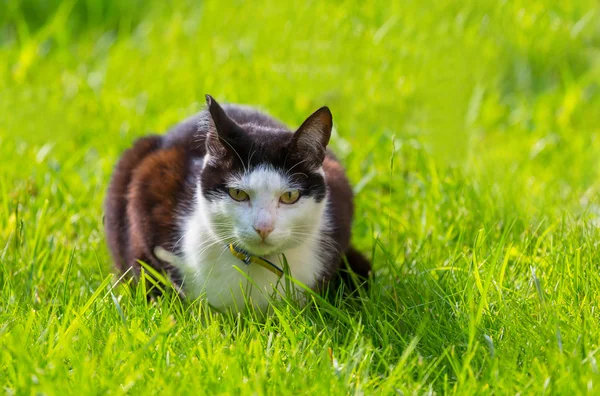 Lindo gato en hierba — Foto de Stock