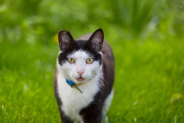 Симпатичная кошка в траве — стоковое фото