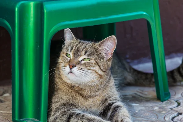 Симпатичная кошка Тэбби — стоковое фото