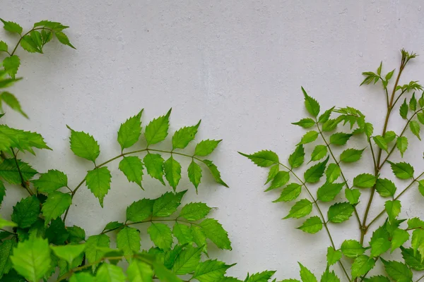 Zielonych liści na ścianie — Zdjęcie stockowe