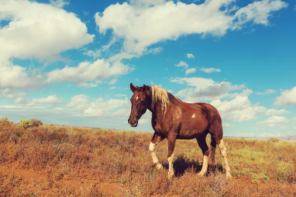 Красивая лошадь на лугу — стоковое фото