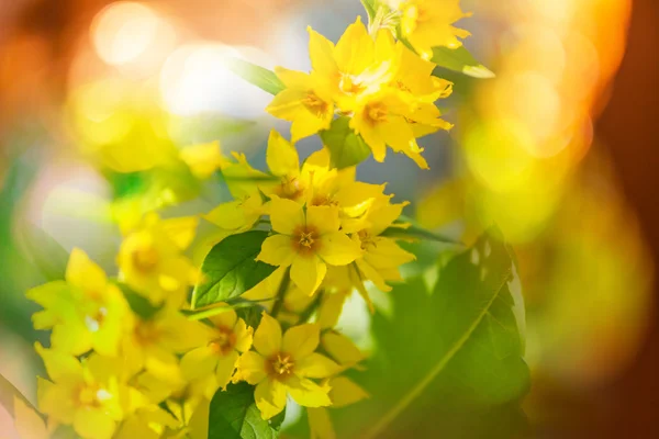 Schöne gelbe Blumen — Stockfoto