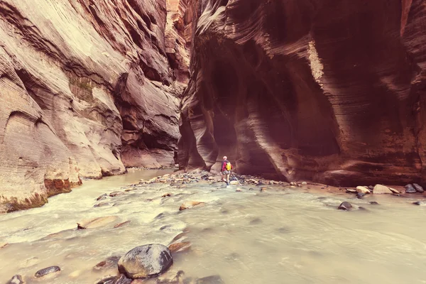 Schlucht im Zion Nationalpark — Stockfoto