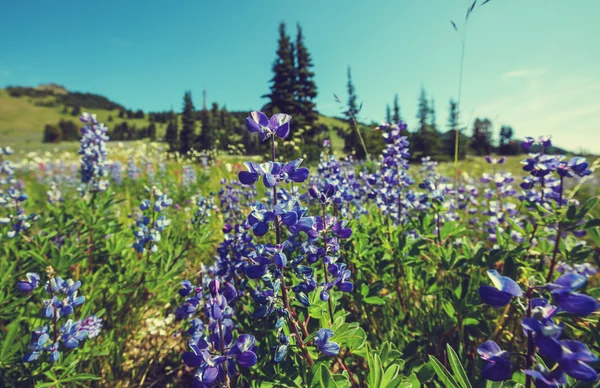 Kék virágokat hegyi réten — Stock Fotó