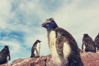 Birçok Rockhopper penguenler