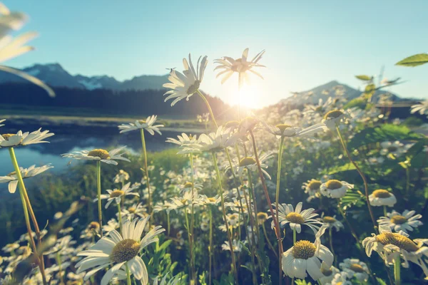 カモミールの花草原 — ストック写真