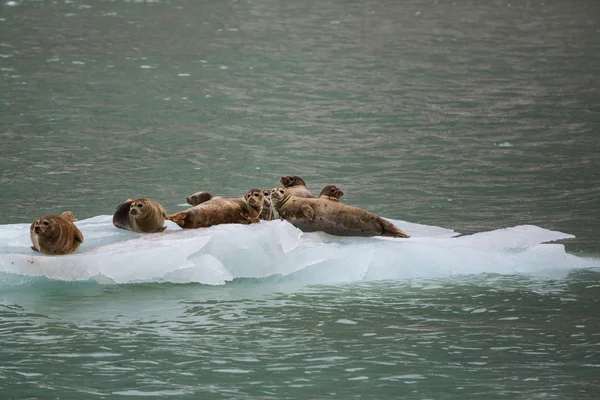 Foklar buz üstünde — Stok fotoğraf