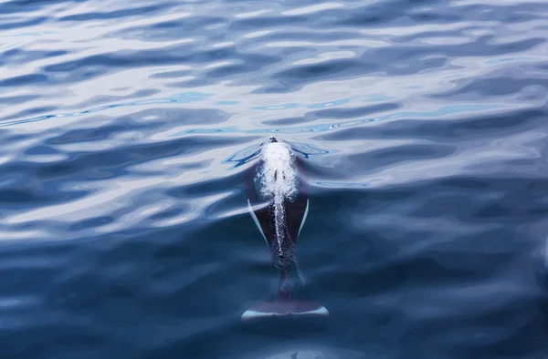 Killer Whal) in Alaska — Stock Photo, Image