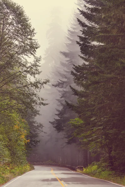 魔法雾气弥漫的森林 — 图库照片