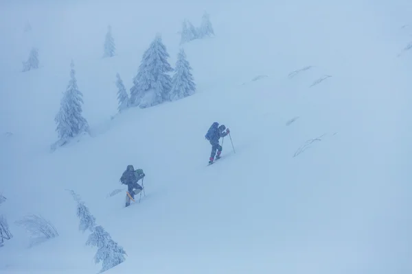 Hikers in winter forest — Stock Photo, Image