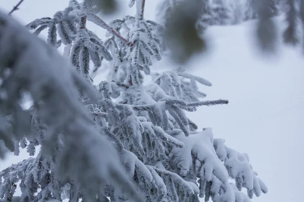 Ormanda donmuş ağaçlar — Stok fotoğraf