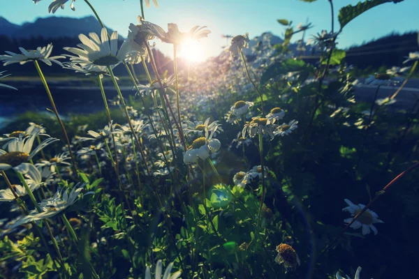 Kamomillblommor på ängen — Stockfoto