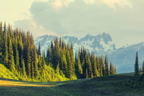 Parku Narodowego Mount rainier — Zdjęcie stockowe