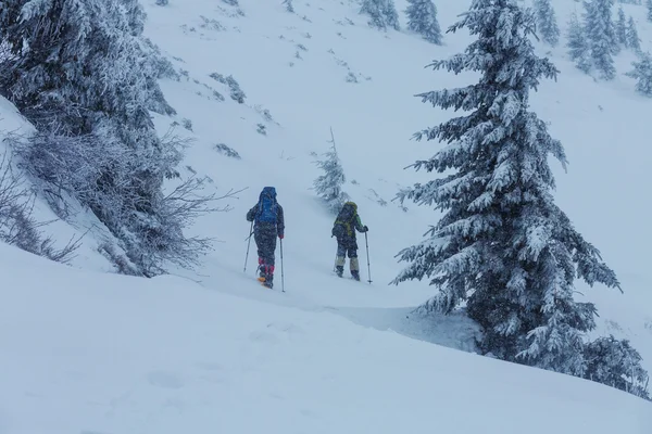 Randonneurs dans la forêt d'hiver — Photo