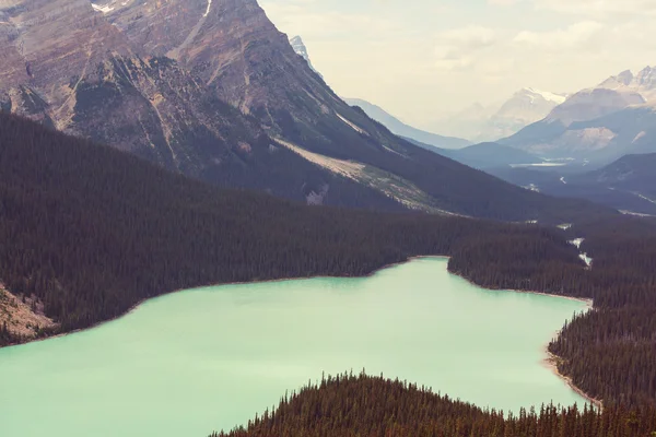 Lac Peyto au Canada — Photo