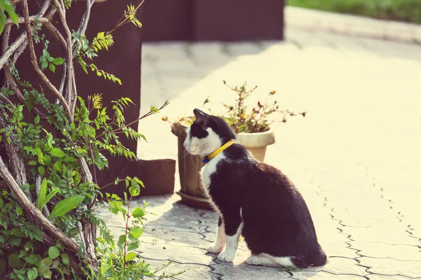 Gros chat à l'extérieur — Photo