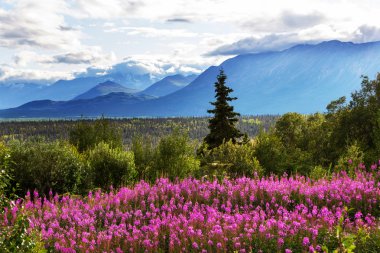 Alaska'da pitoresk dağlar