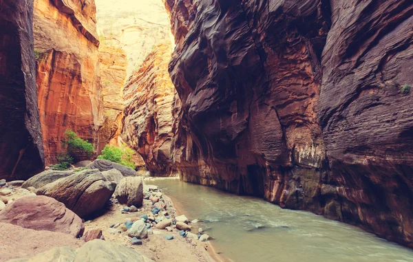 Zion pitoresk kanyonda — Stok fotoğraf