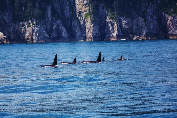 Ballenas Asesinas en Alaska —  Fotos de Stock