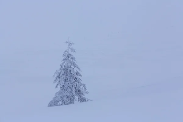 Singolo albero congelato — Foto Stock