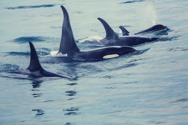 Orka's in Alaska — Stockfoto