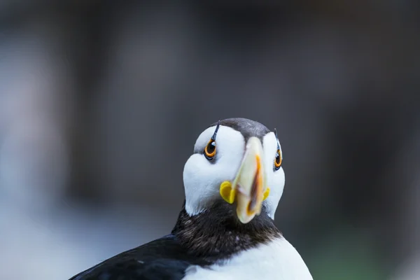 有角的海鹦鸟 — 图库照片