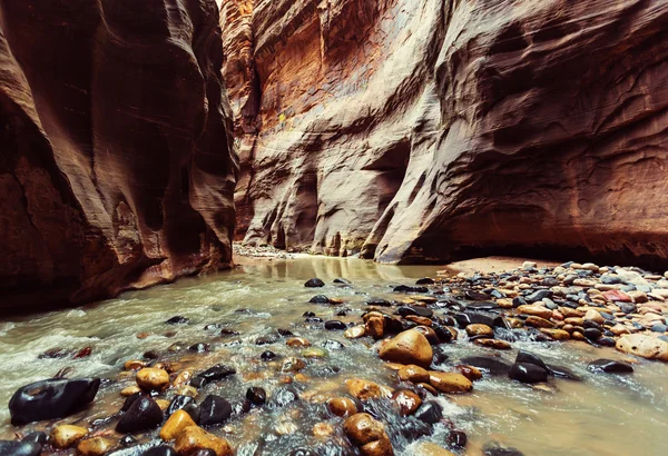 Picturesque Canyon in Zion — Stock Photo, Image