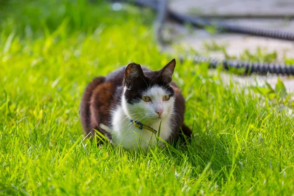 Gran gato al aire libre — Foto de Stock