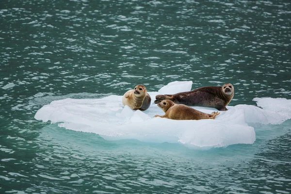 Focas del puerto en el hielo — Foto de Stock