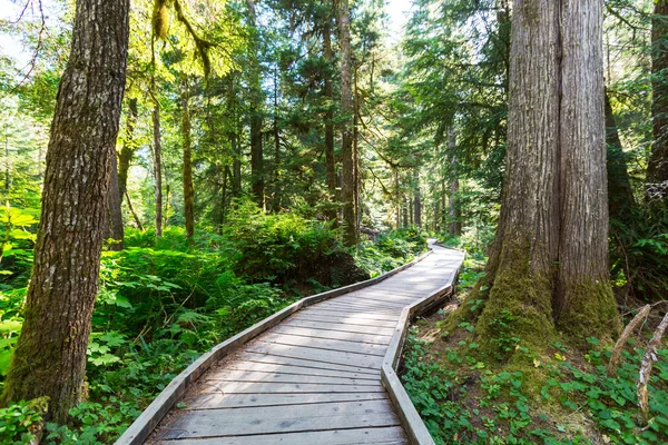 森の中の木道 — ストック写真